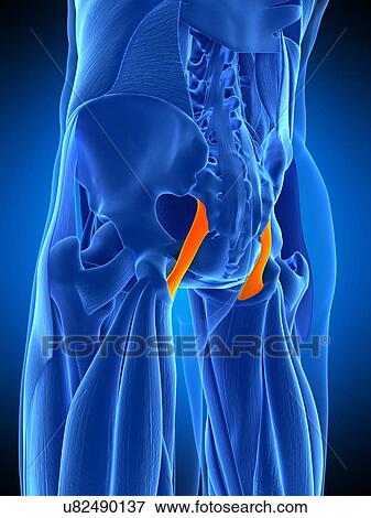 Hip ligament, illustration View Large Photo Image Stock Photo - Hip ligament, illustration. Fotosearch