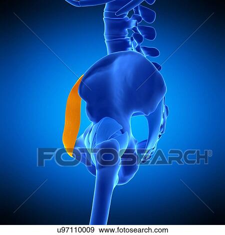 Hip ligament, illustration View Large Photo Image Stock Photo - Hip ligament, illustration. Fotosearch