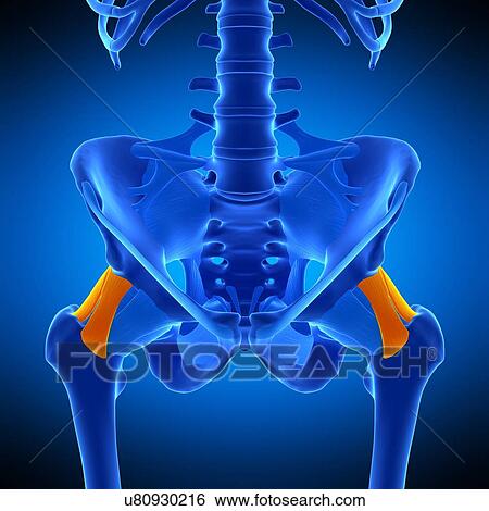 Stock Photograph - Hip ligament, illustration. Fotosearch
