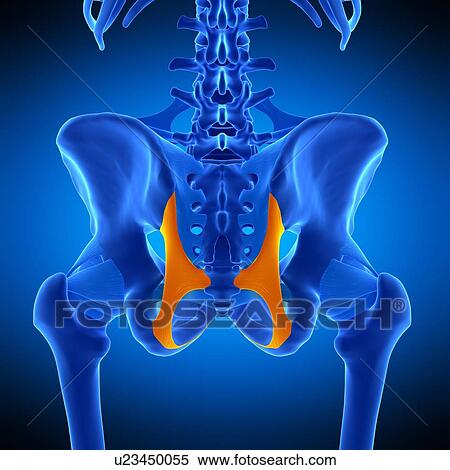 Hip ligament, illustration View Large Photo Image Stock Photography - Hip ligament, illustration. Fotosearch