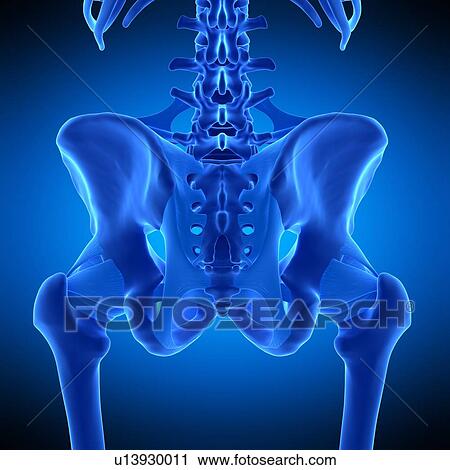 Stock Image - Hip ligaments, illustration. Fotosearch