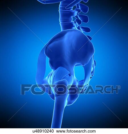 Stock Image - Hip ligaments, illustration. Fotosearch