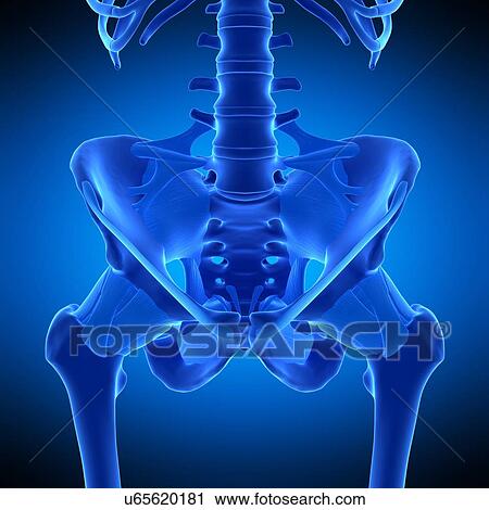 Hip ligaments, illustration View Large Photo Image Stock Image - Hip ligaments, illustration. Fotosearch