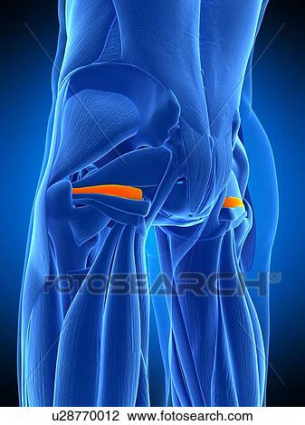 Stock Image - Hip muscle, illustration. Fotosearch