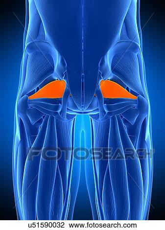 Stock Image - Hip muscle, illustration. Fotosearch