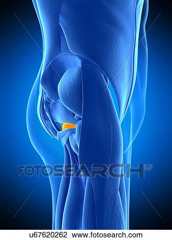 Stock Image - Hip muscle, illustration. Fotosearch