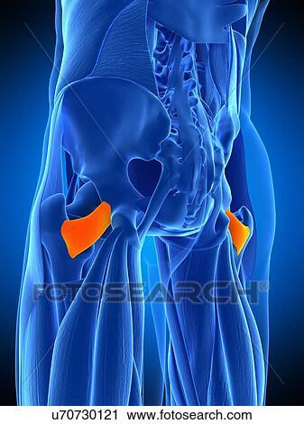 Stock Image - Hip muscle, illustration. Fotosearch
