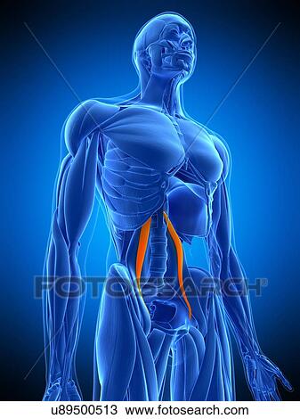 Hip muscle, illustration View Large Photo Image Stock Image - Hip muscle, illustration. Fotosearch