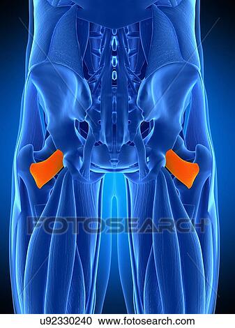 Hip muscle, illustration View Large Photo Image Stock Image - Hip muscle, illustration. Fotosearch