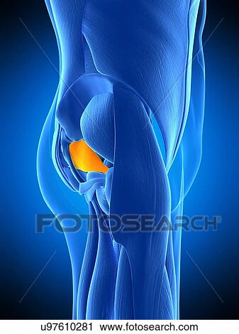 Hip muscle, illustration View Large Photo Image Stock Image - Hip muscle, illustration. Fotosearch