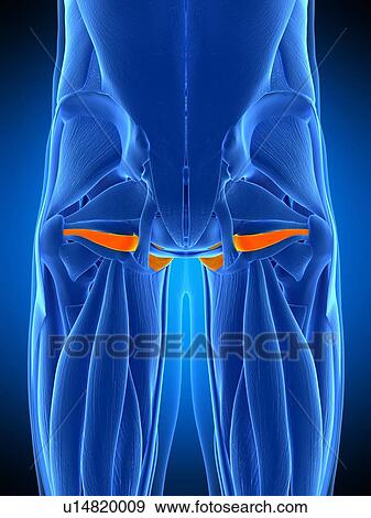 Stock Photo - Hip muscle, illustration. Fotosearch