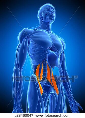 Hip muscle, illustration View Large Photo Image Stock Photo - Hip muscle, illustration. Fotosearch