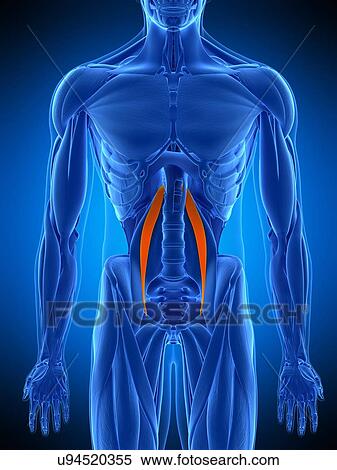 Hip muscle, illustration View Large Photo Image Stock Photography - Hip muscle, illustration. Fotosearch