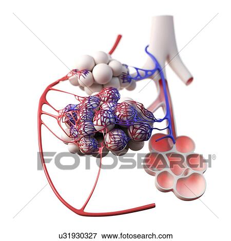 Stock Photo - Human alveoli, illustration. Fotosearch