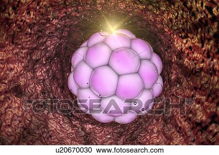 Stock Image - Human embryo, illustration. Fotosearch