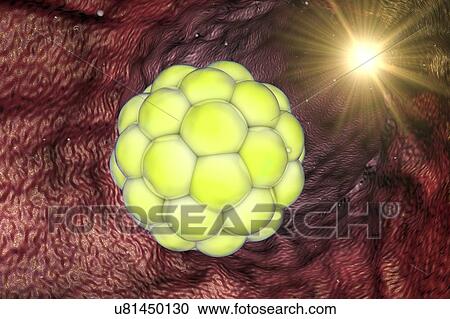 Stock Image - Human embryo, illustration. Fotosearch