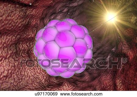 Stock Photo - Human embryo, illustration. Fotosearch