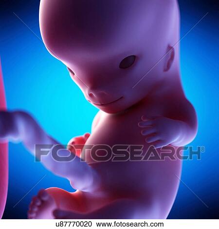 Stock Image - Human fetus at week 10 of gestation, illustration. Fotosearch