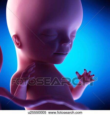 Stock Photography - Human fetus at week 15 of gestation, illustration. Fotosearch