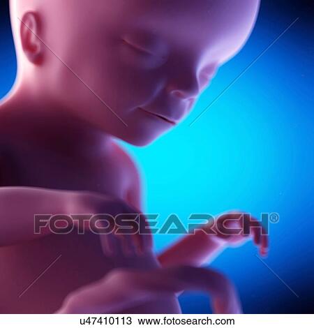 Human fetus at week 20 of gestation, illustration View Large Photo Image Stock Image - Human fetus at week 20 of gestation, illustration. Fotosearch