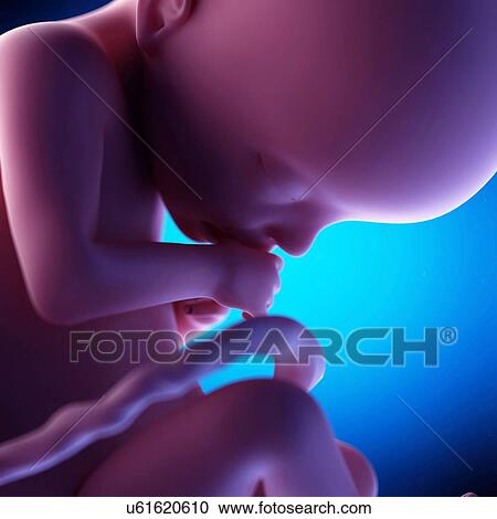 Human fetus at week 22 of gestation, illustration View Large Photo Image Stock Image - Human fetus at week 22 of gestation, illustration. Fotosearch