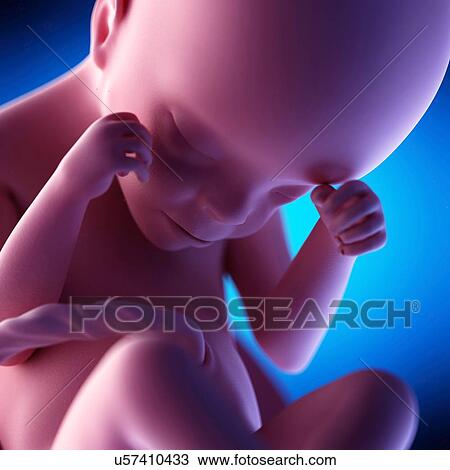 Stock Image - Human fetus at week 24 of gestation, illustration. Fotosearch