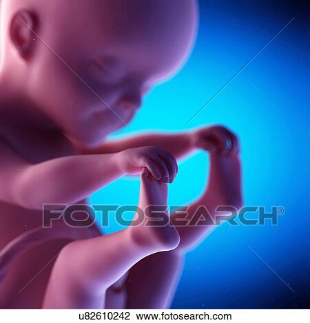Human fetus at week 25 of gestation, illustration View Large Photo Image Stock Image - Human fetus at week 25 of gestation, illustration. Fotosearch