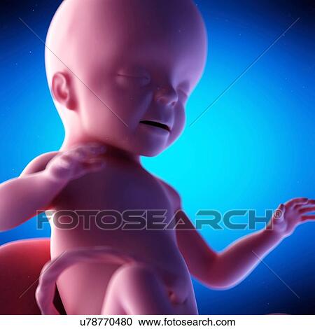 Stock Image - Human fetus at week 26 of gestation, illustration. Fotosearch
