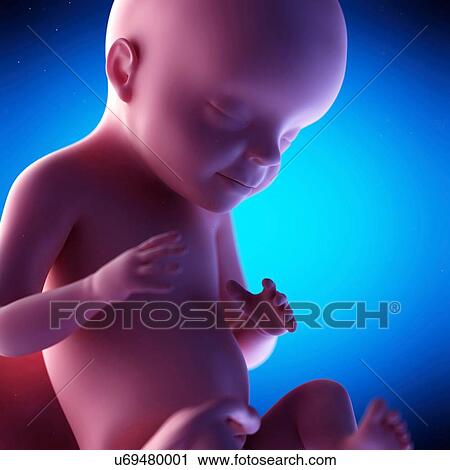 Human fetus at week 28 of gestation, illustration View Large Photo Image Stock Image - Human fetus at week 28 of gestation, illustration. Fotosearch