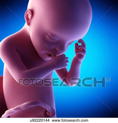 Human fetus at week 30 of gestation, illustration View Large Photo Image Picture - Human fetus at week 30 of gestation, illustration. Fotosearch