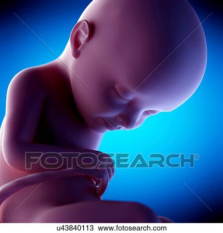 Stock Image - Human fetus at week 32 of gestation, illustration. Fotosearch