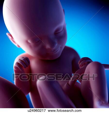 Human fetus at week 33 of gestation, illustration View Large Photo Image Stock Photo - Human fetus at week 33 of gestation, illustration. Fotosearch