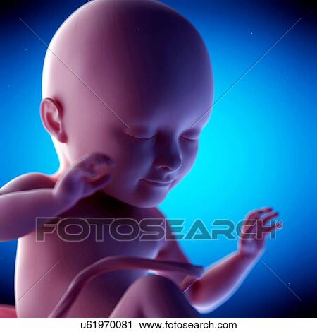Human fetus at week 34 of gestation, illustration View Large Photo Image Stock Image - Human fetus at week 34 of gestation, illustration. Fotosearch