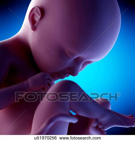 Stock Photograph - Human fetus at week 35 of gestation, illustration. Fotosearch
