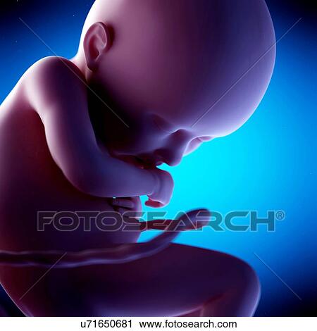 Human fetus at week 36 of gestation, illustration View Large Photo Image Stock Image - Human fetus at week 36 of gestation, illustration. Fotosearch