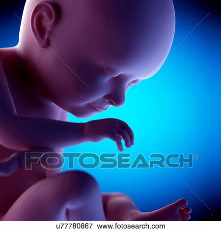 Stock Photo - Human fetus at week 37 of gestation, illustration. Fotosearch