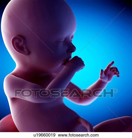 Human fetus at week 40 of gestation, illustration View Large Photo Image Stock Photo - Human fetus at week 40 of gestation, illustration. Fotosearch