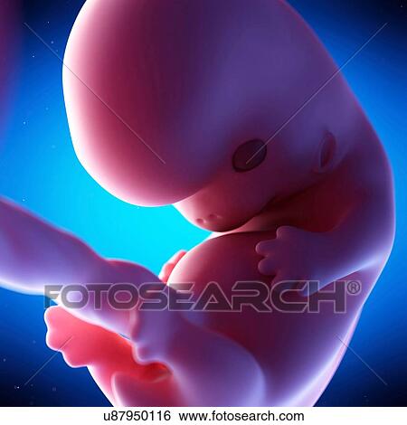 Human fetus at week 8 of gestation, illustration View Large Photo Image Stock Photograph - Human fetus at week 8 of gestation, illustration. Fotosearch