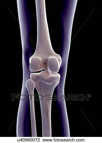 Stock Image - Human knee joint, illustration. Fotosearch