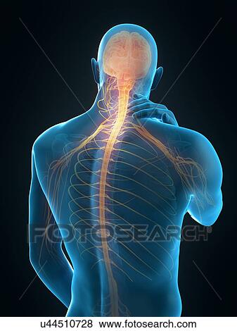 Stock Photo - Human neck pain, illustration. Fotosearch