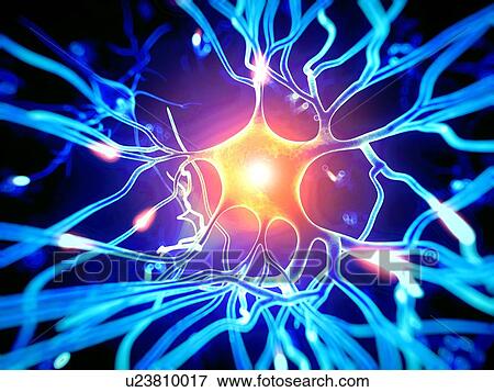 Stock Photo - Human nerve cell, illustration. Fotosearch
