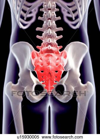 Stock Photography - Human sacrum pain, illustration. Fotosearch