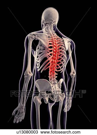 Human skeletal structure, illustration View Large Photo Image Stock Image - Human skeletal structure, illustration. Fotosearch