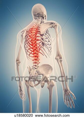 Human skeletal structure, illustration View Large Photo Image Stock Image - Human skeletal structure, illustration. Fotosearch