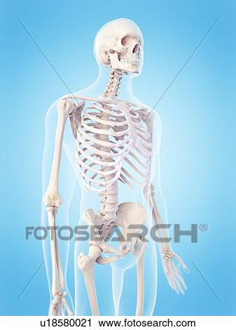 Human skeletal structure, illustration View Large Photo Image Stock Image - Human skeletal structure, illustration. Fotosearch