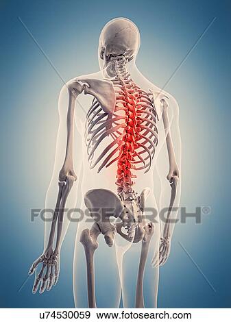 Human skeletal structure, illustration View Large Photo Image Stock Photo - Human skeletal structure, illustration. Fotosearch