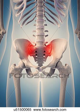 Human skeletal structure, illustration View Large Photo Image Stock Photography - Human skeletal structure, illustration. Fotosearch