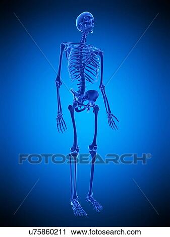Stock Image - Human skeleton, illustration. Fotosearch