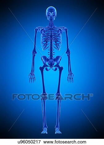 Stock Photo - Human skeleton, illustration. Fotosearch
