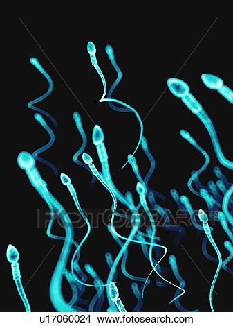 Picture - Human sperm, illustration. Fotosearch